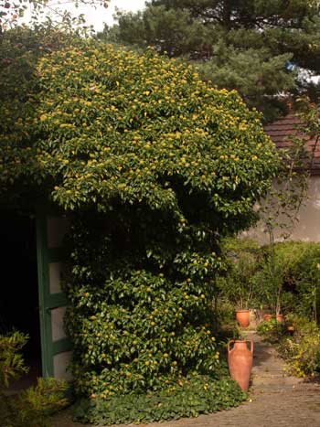 Efeu - Hedera helix