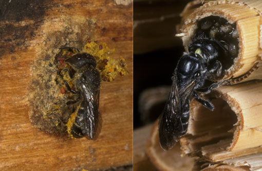 Heriades truncorum am Nest