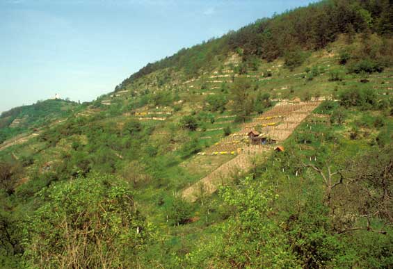 Hirschauer Berg