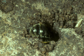 Lasioglossum malachurum - Graben