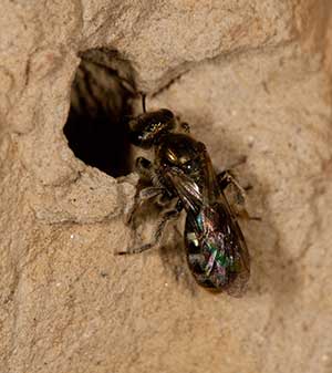 Lasioglossum nitidulum