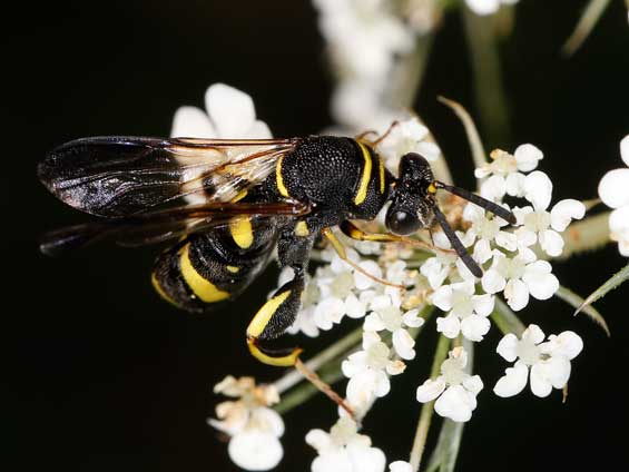 Leucospis dorsigera