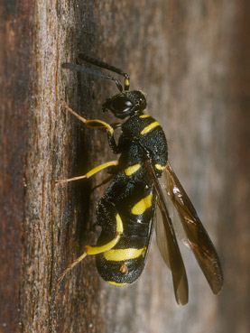 Leucospis dorsigera