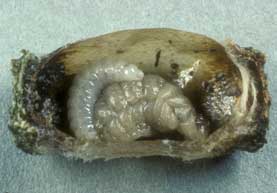 Leucospis dorsigera Larve