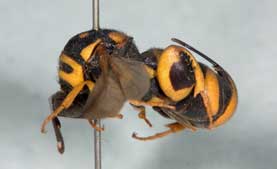 Leucospis gigas Wimpfen
