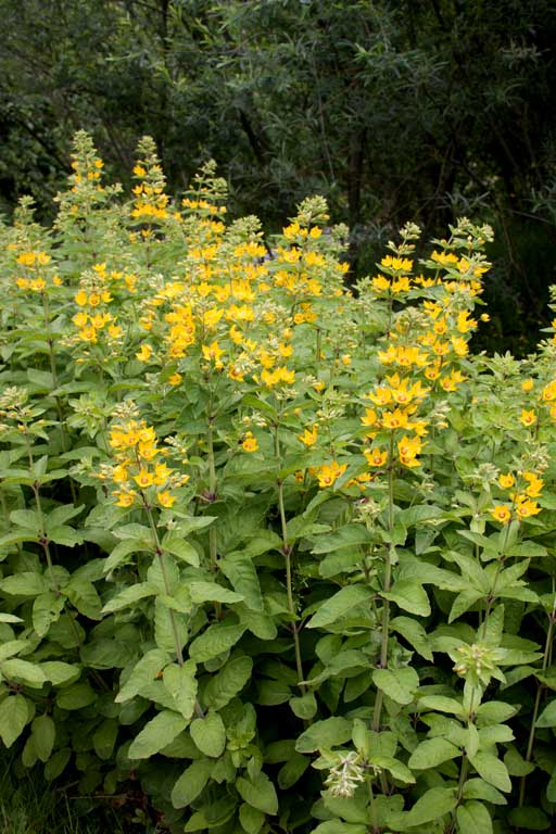 Lysimachia punctata