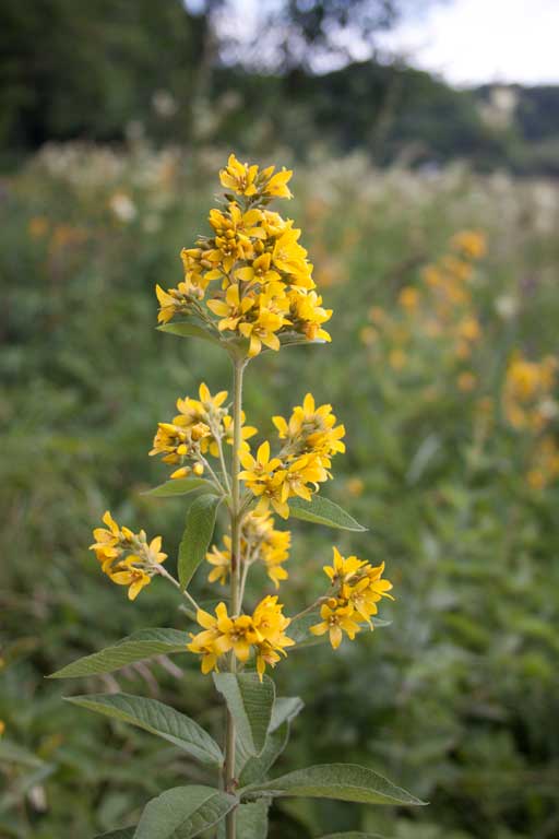 Lysimachia vulgaris