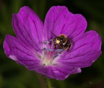 Macropis fulvipes Männchen