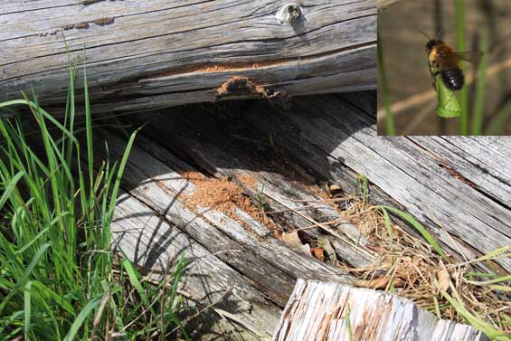 Nistplatz von Megachile nigriventris