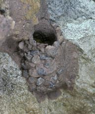 Megachile parietina - Brutzelle