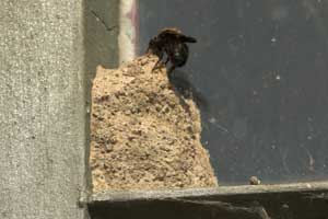 Megachile parietina - Brutzelle an einem Fenster mit bauendem Weibchen