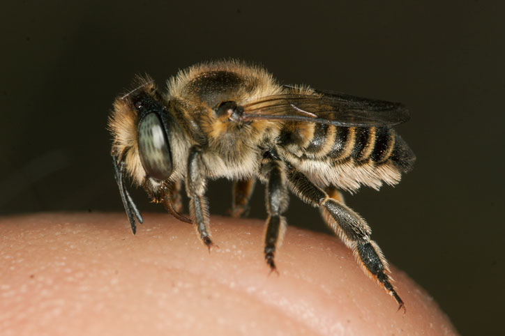 Megachile pilidens
