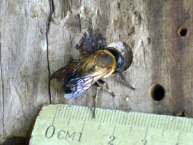Colletes sierrensis Weibchen