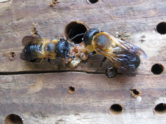 Megachile sculpturalis Weibchen