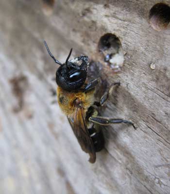 Megachile sculpturalis Weibchen