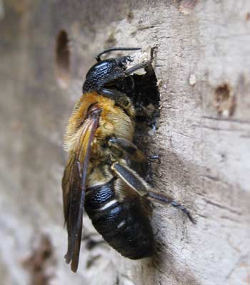 Megachile sculpturalis Weibchen
