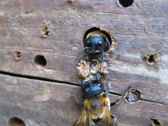 Megachile sculpturalis Weibchen