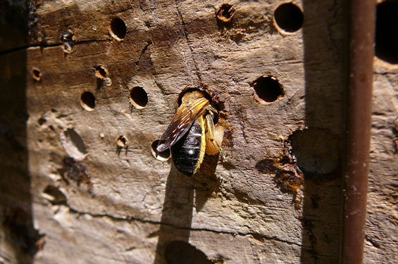 Megachile sculpturalis Weibchen