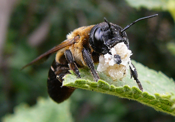 Megachile sculpturalis Weibchen
