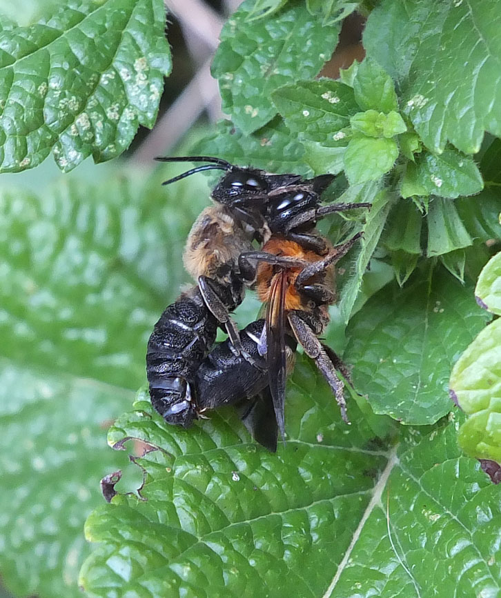 Megachile sculpturalis