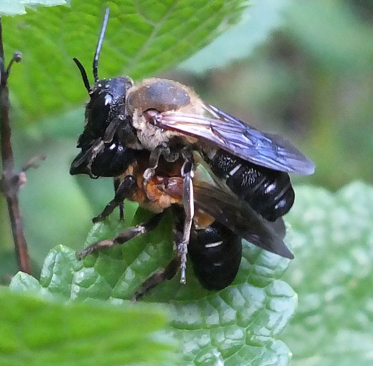 Megachile sculpturalis