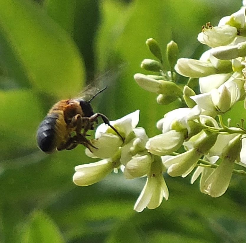 Megachile sculpturalis Weibchen