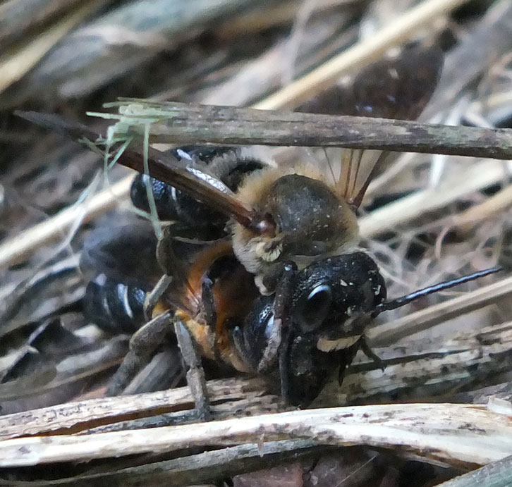 Megachile sculpturalis