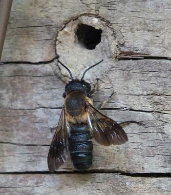 Megachile sculpturalis Weibchen