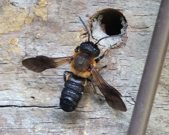 Megachile sculpturalis Männchen
