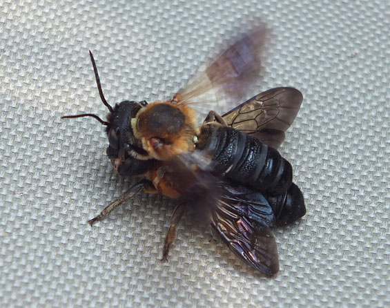 Megachile sculpturalis Weibchen