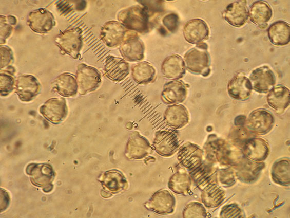 Megachile_sculpturalis_pollenload