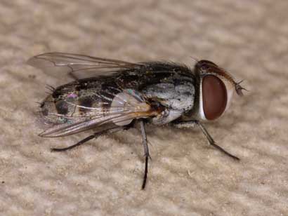 Miltogramm punctatum