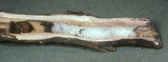 Mischnest von Osmia tridentata und Anthidium nanum