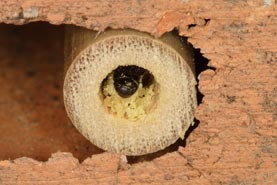 Nistplatzraub durch Osmia florisomnis - 2 -