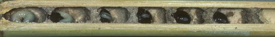 Osmia adunca - Nest