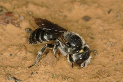 Osmia adunca beim Sammeln von Baumaterial
