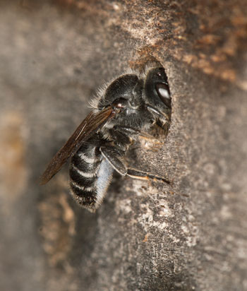 Osmia adunca beim Eintragen von Pollen