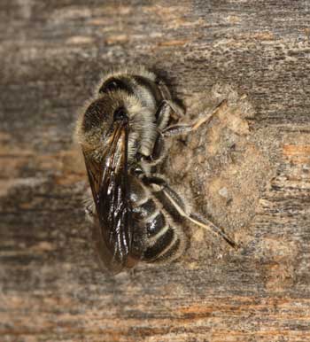 Osmia adunca beim Bau des Nestverschlusses