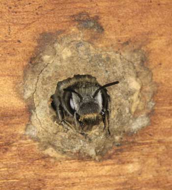 Osmia adunca in altem Nest
