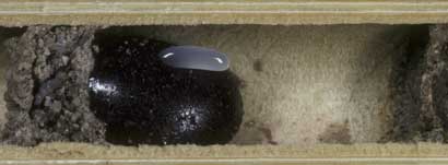 Osmia adunca - Brutzelle mit Ei