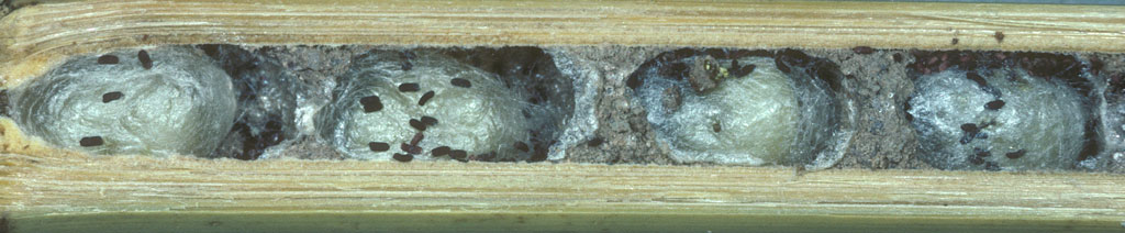 Nest von Osmia adunca mit Puppenkokons