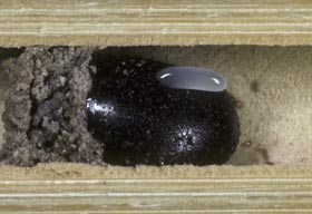Osmia adunca - Brutzelle mit Pollen