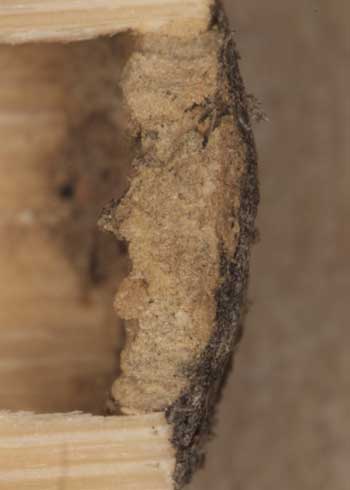 Osmia adunca Nestverschluß