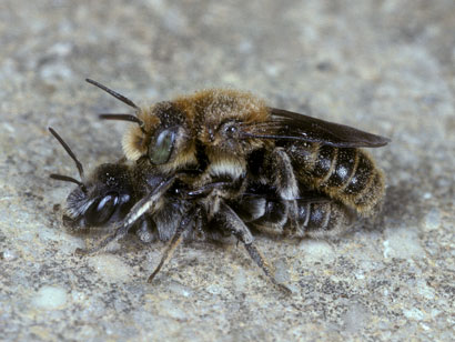 Osmia adunca - Paarung