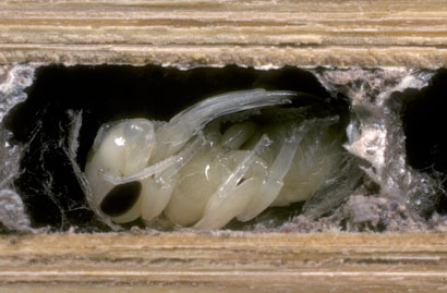 Osmia adunca - Puppe
