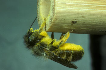 Osmia bicornis am Nest