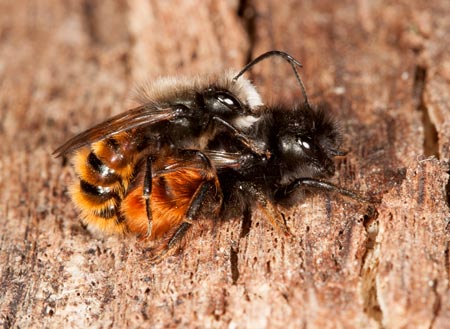 Osmia cornuta Paarung