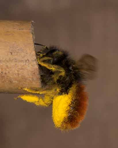 Osmia cornuta am Nest