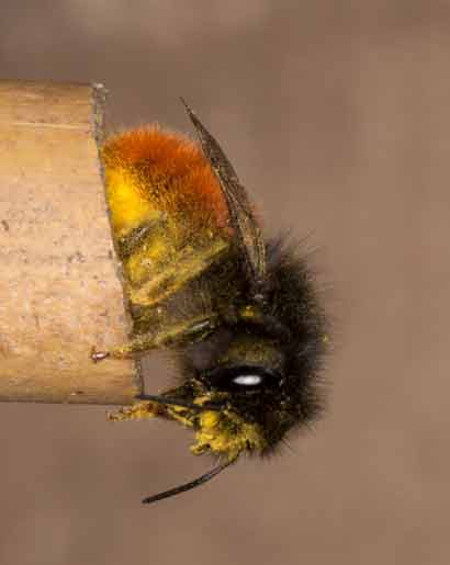 Osmia cornuta mit Pollen