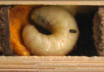 Osmia cornuta alte Larve